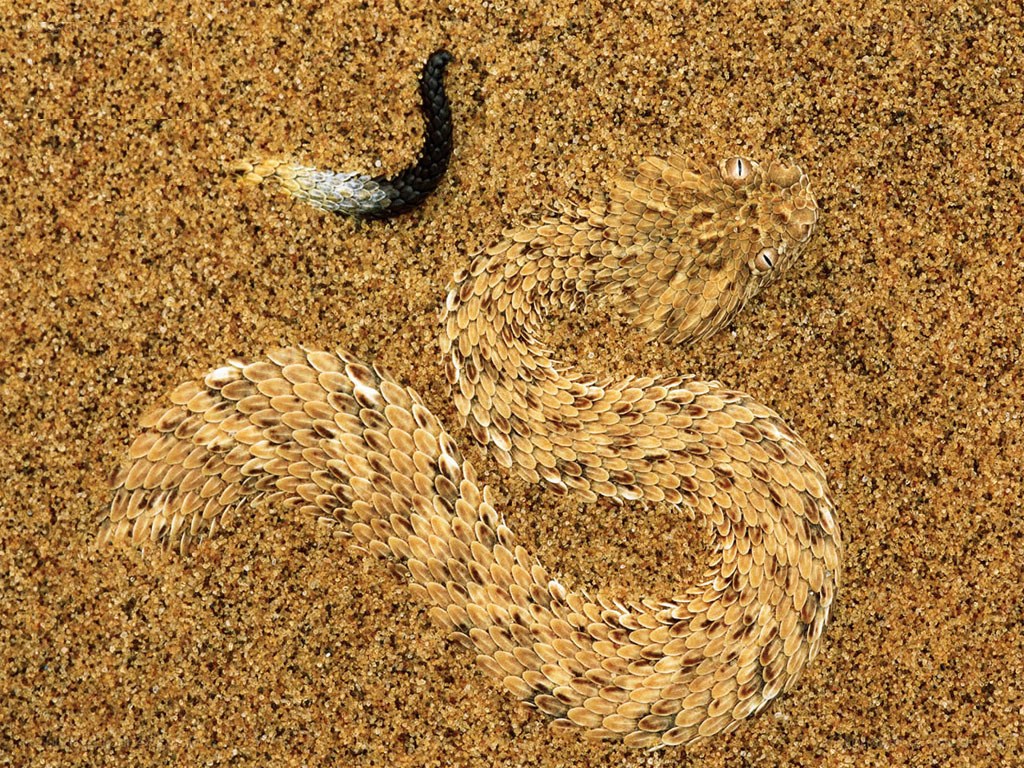 Desert snake camouflaged in sand