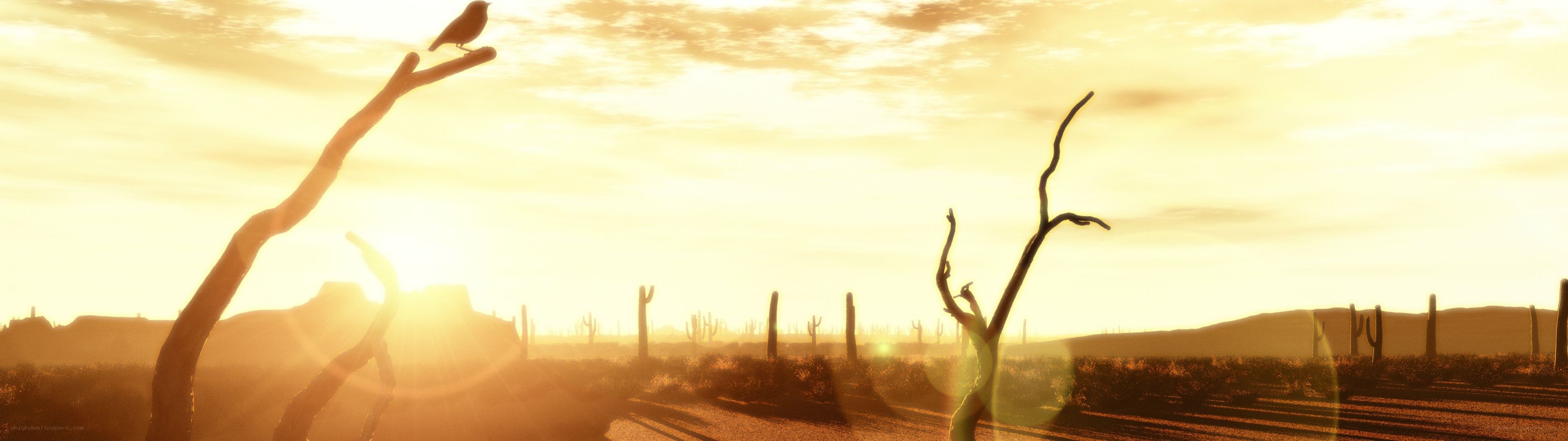 Desert sunset with bird