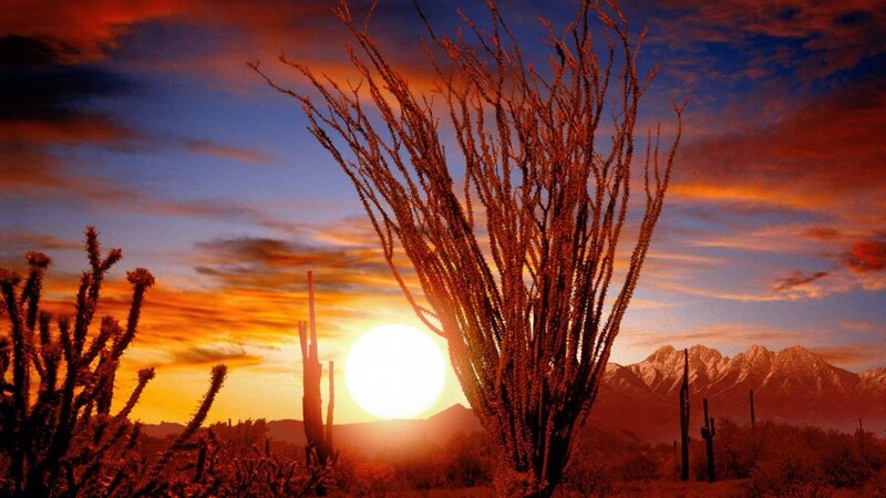 Desert sunset with cacti