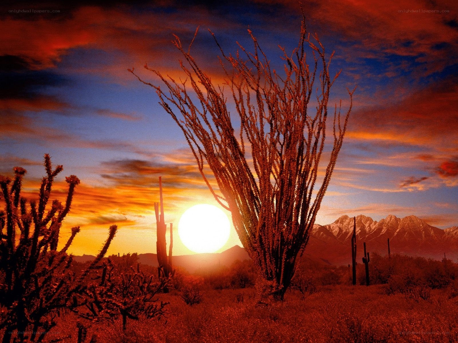 Desert sunset with cacti