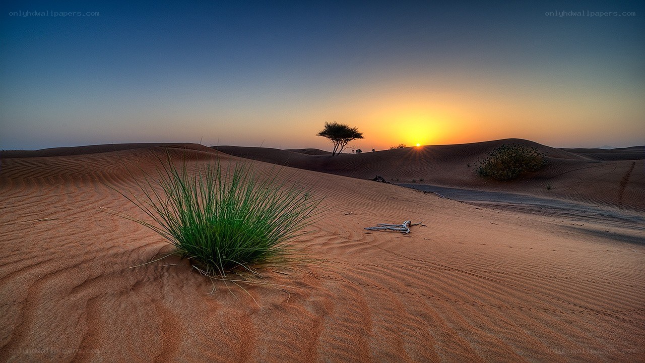 Desert sunset with green plant