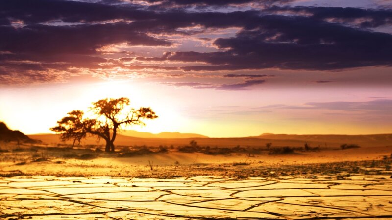 Desert sunset with lone tree