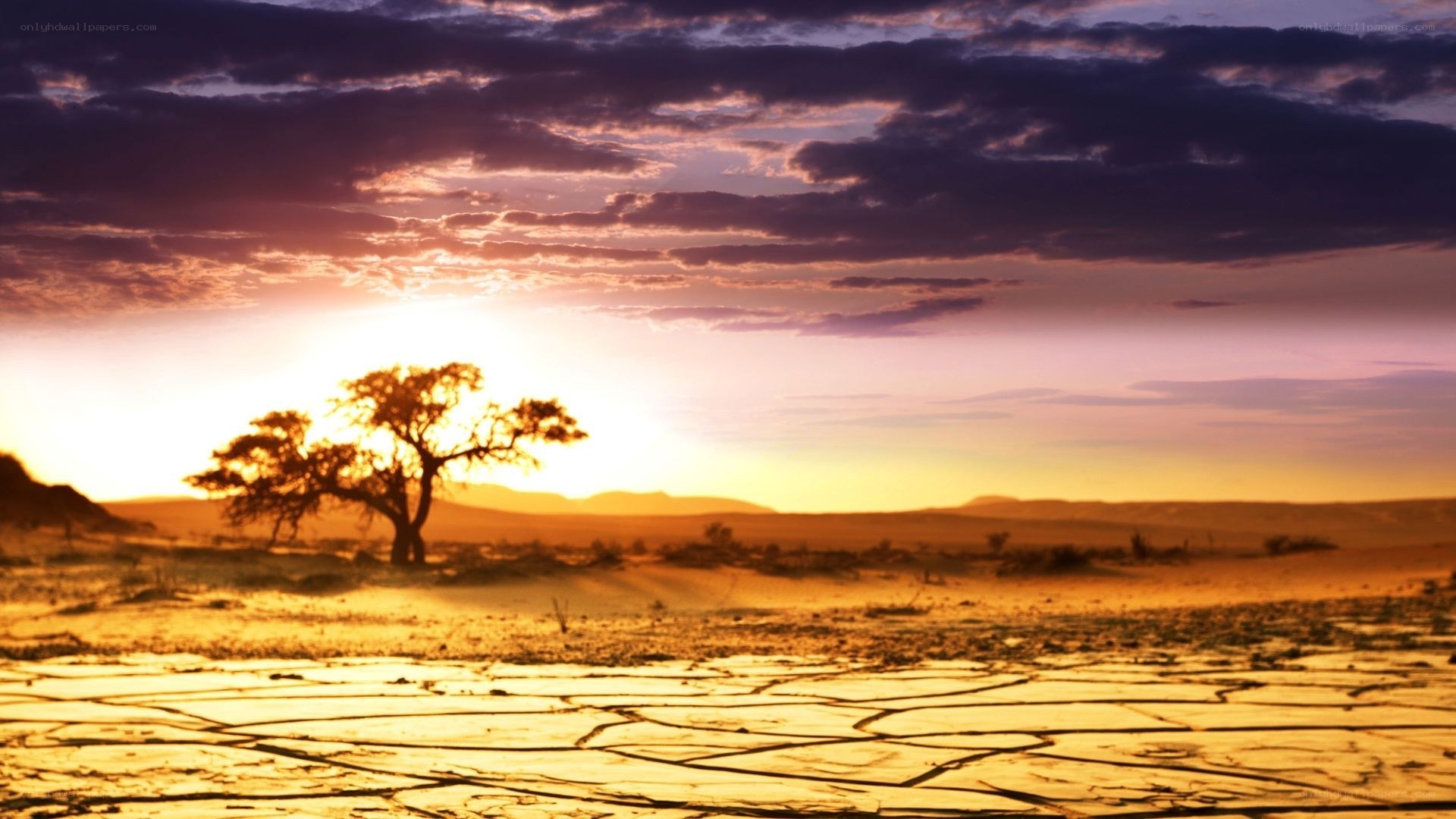 Desert sunset with lone tree