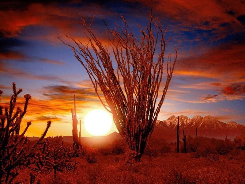 Desert sunset with ocotillo
