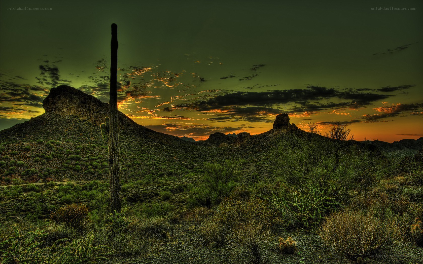 Desert sunset with saguaro cactus
