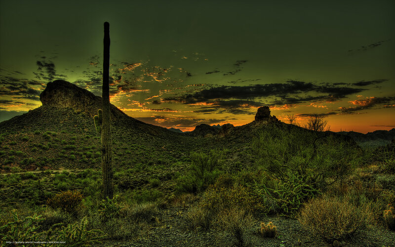 Desert sunset with saguaro cactus