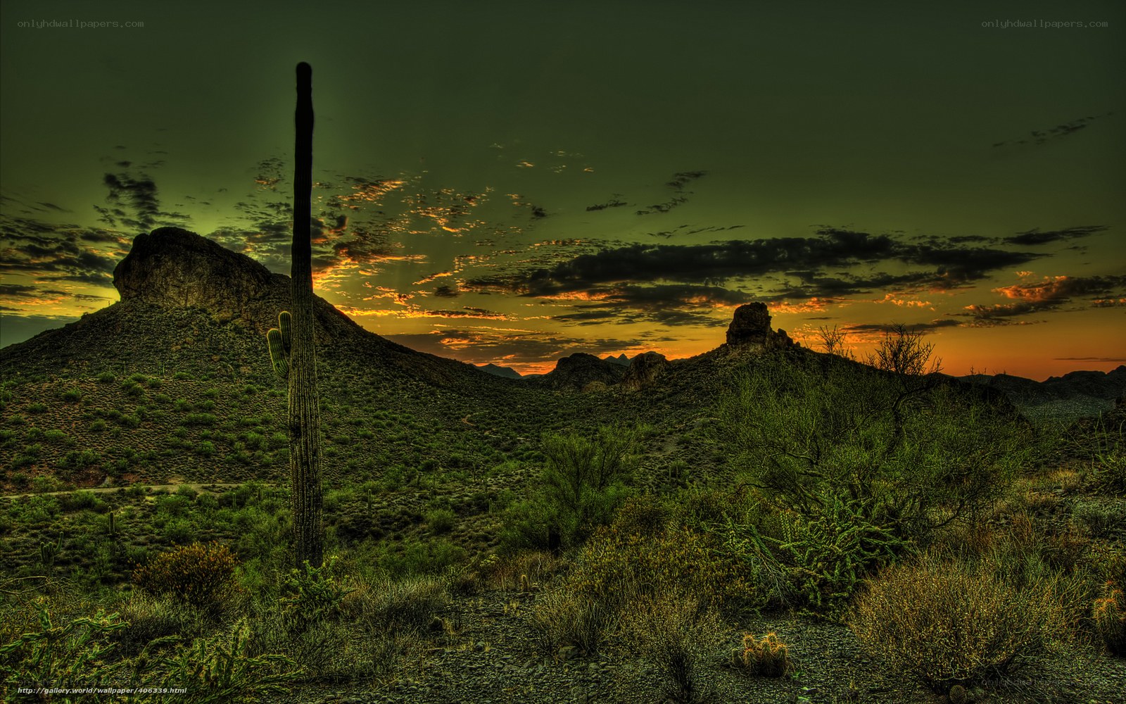 Desert sunset with saguaro cactus