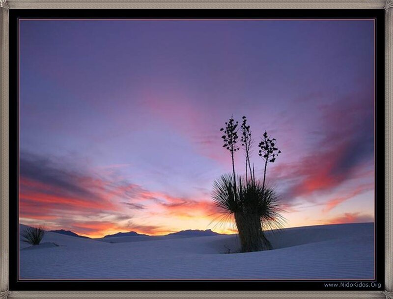Desert sunset with yucca plant