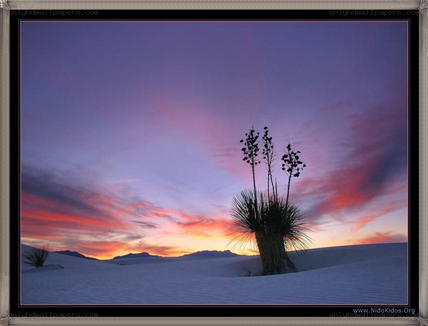 Desert sunset with yucca plant