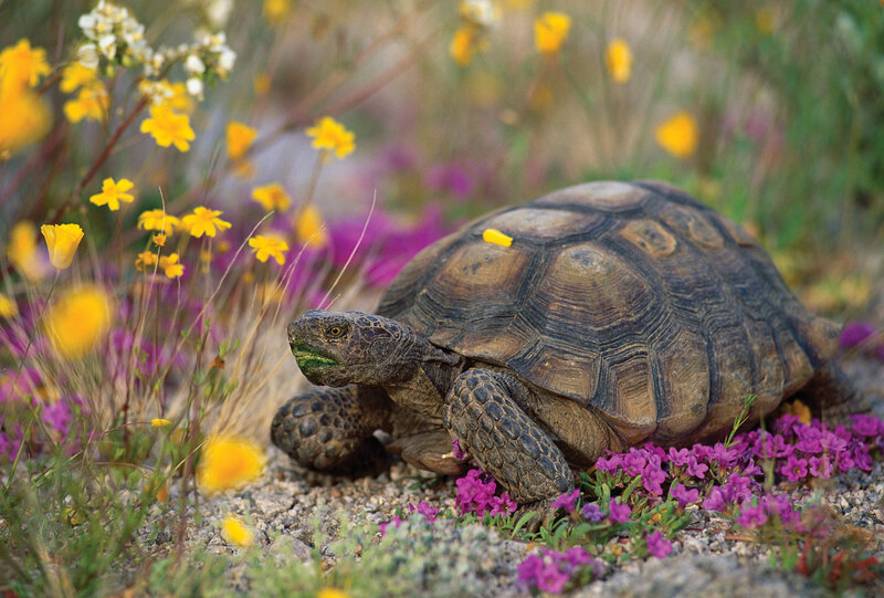 Desert Tortoise in Flowers