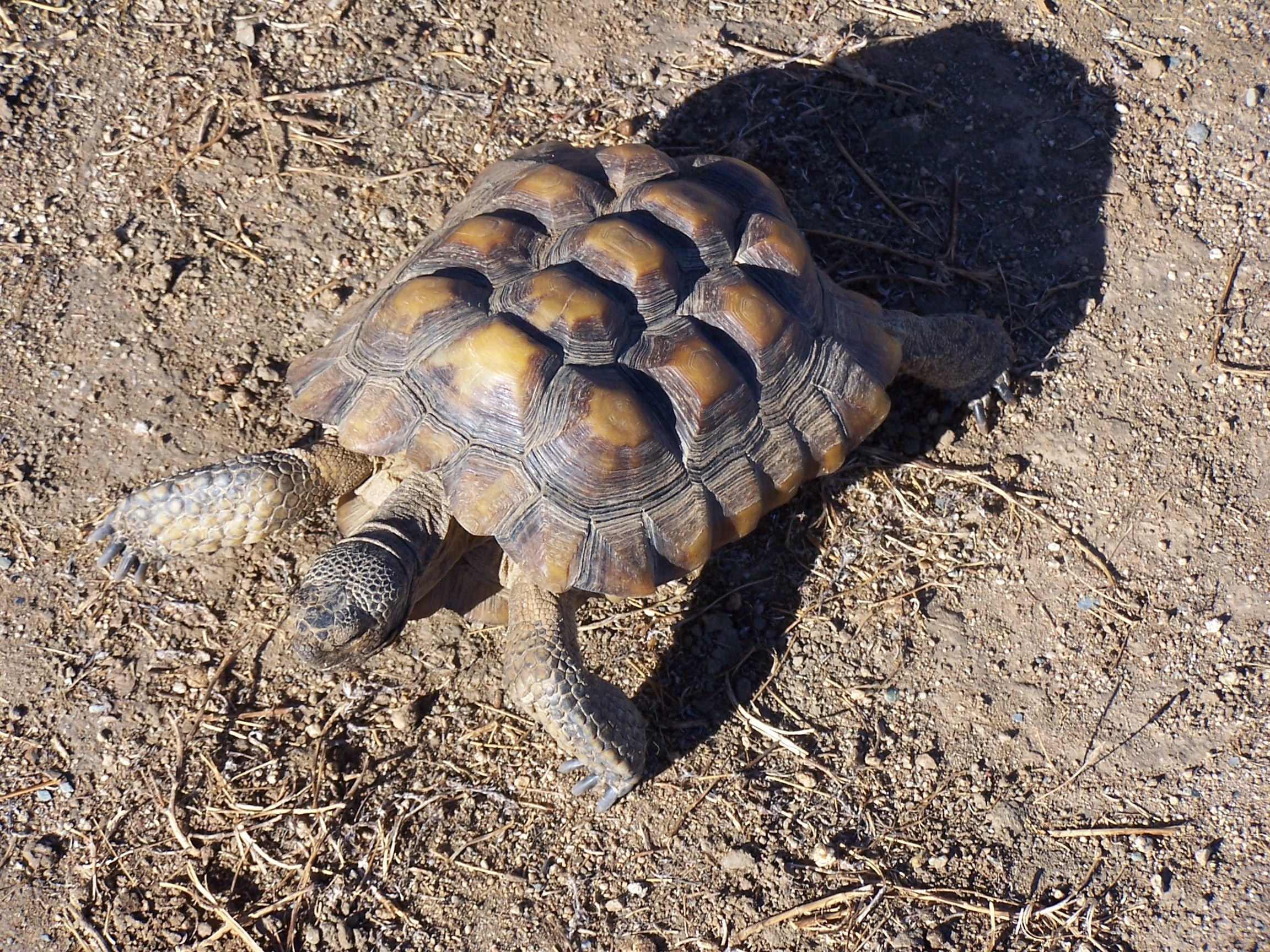 Desert tortoise on dirt ground