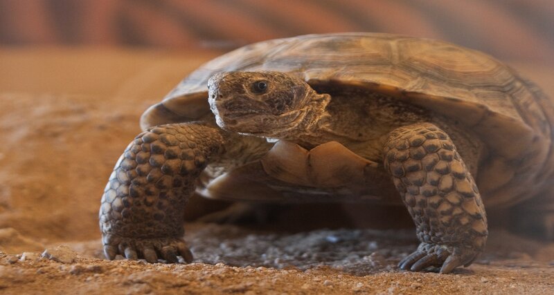Desert Tortoise on Sand