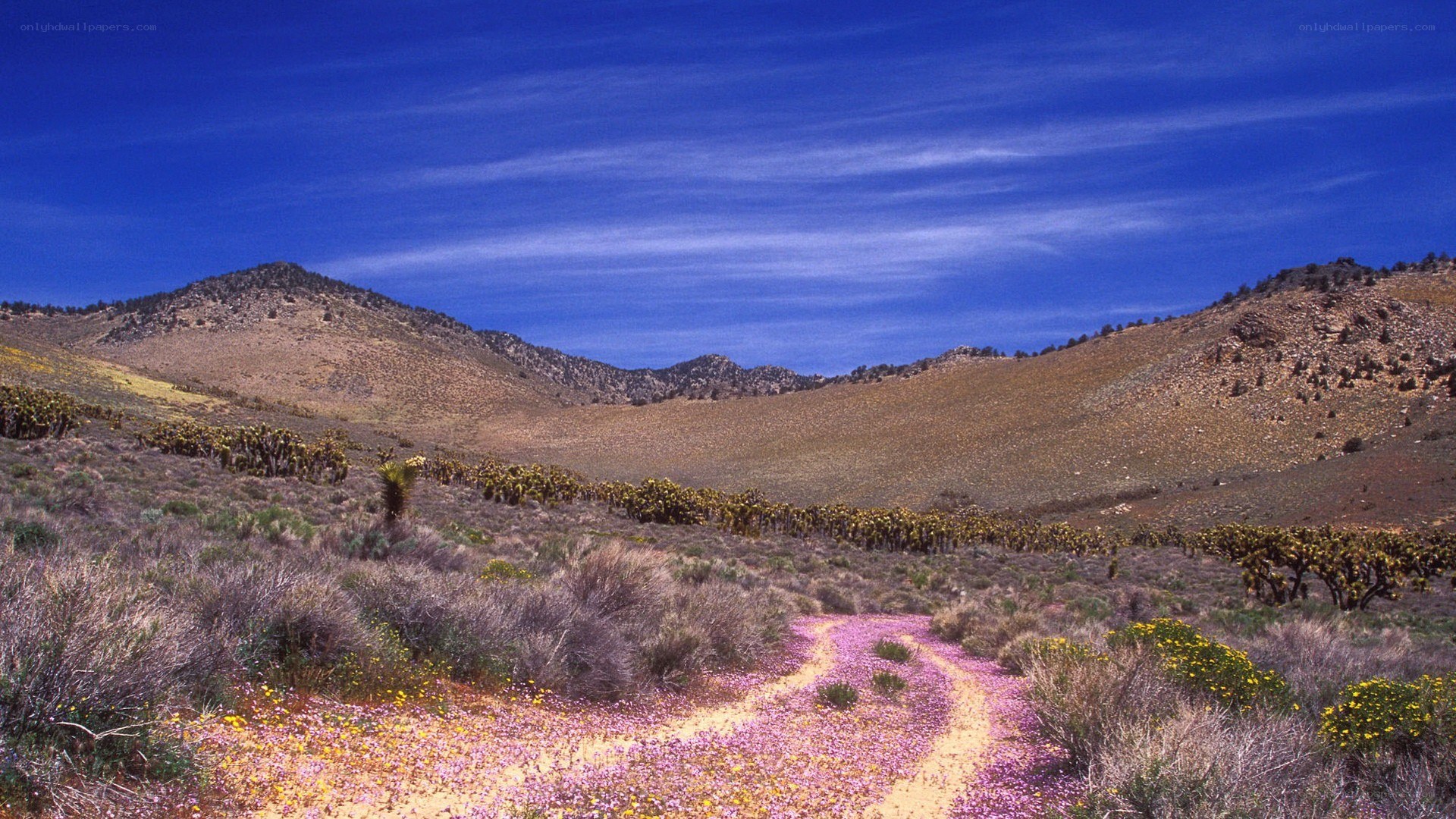 Desert trail with wildflowers