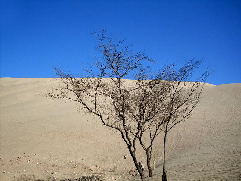 Desert tree against blue sky