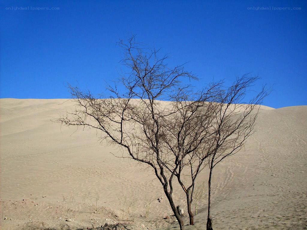 Desert tree against blue sky