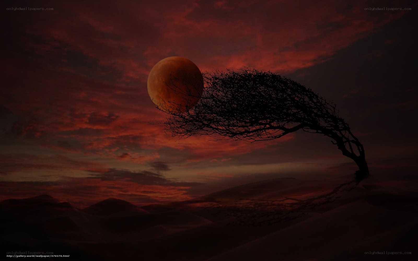 Desert tree at sunset