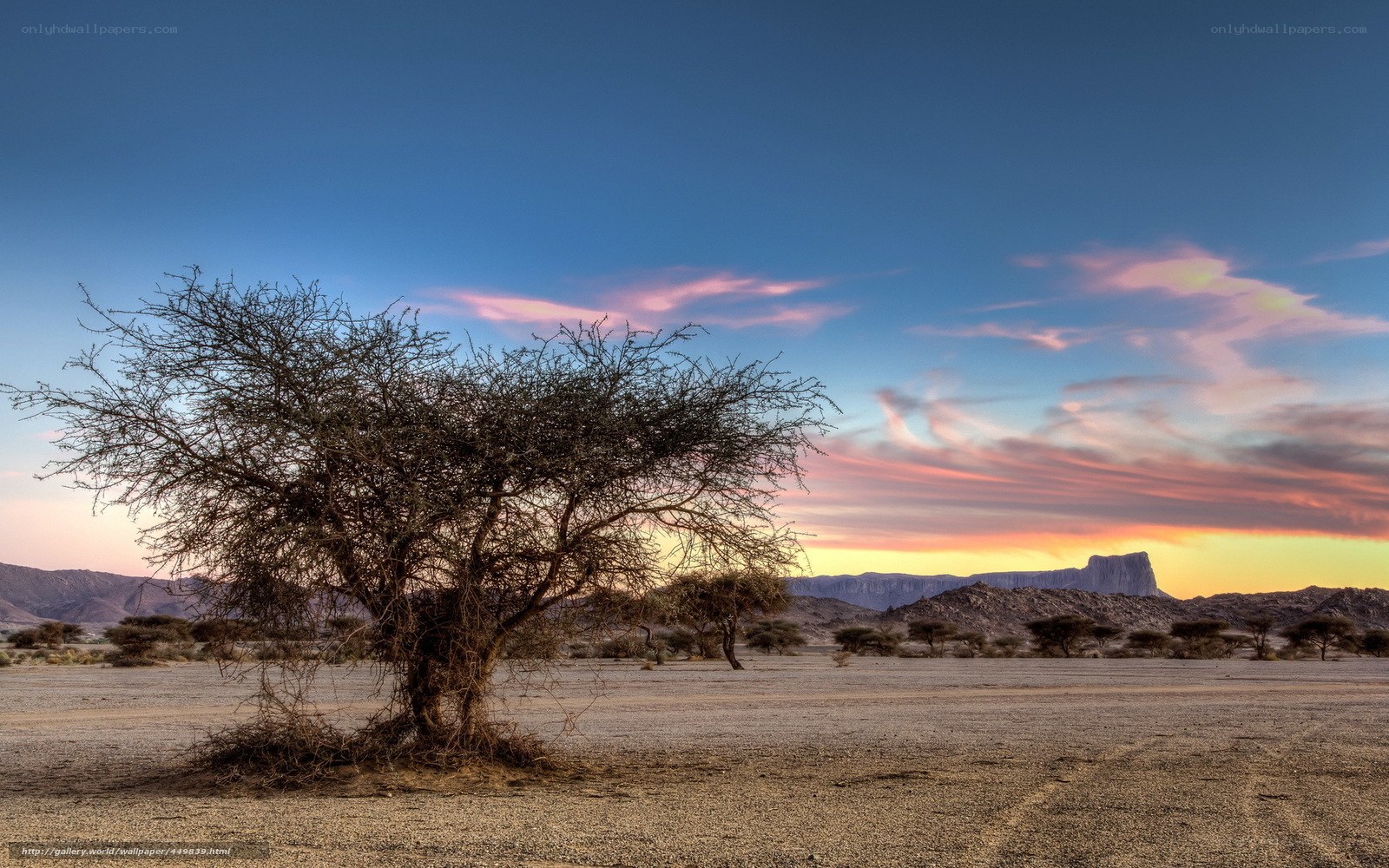Desert tree at sunset