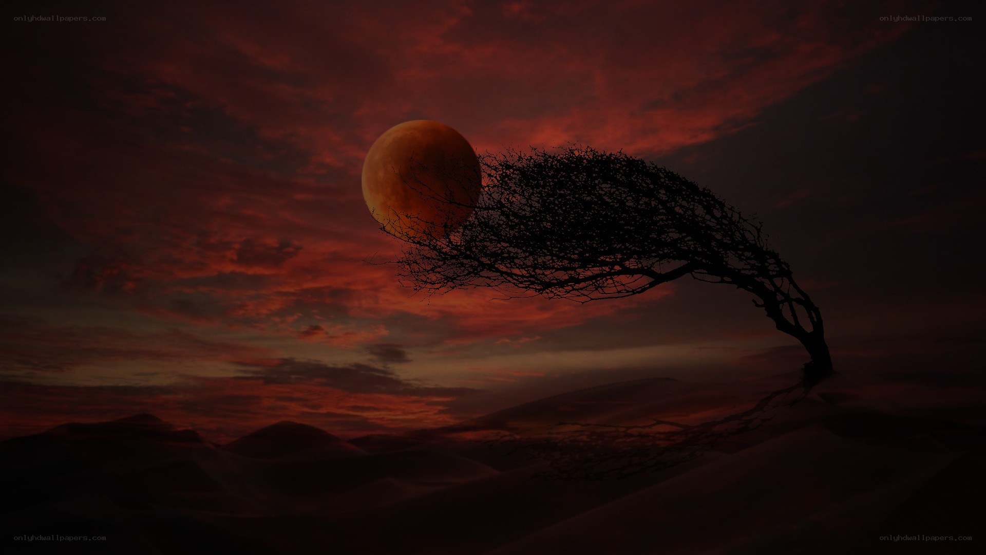 Desert tree at sunset