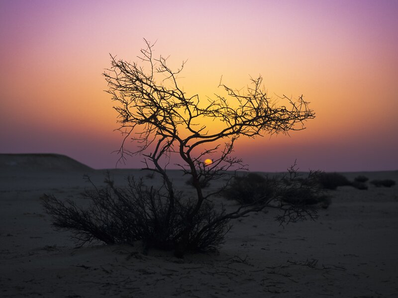 Desert tree at sunset