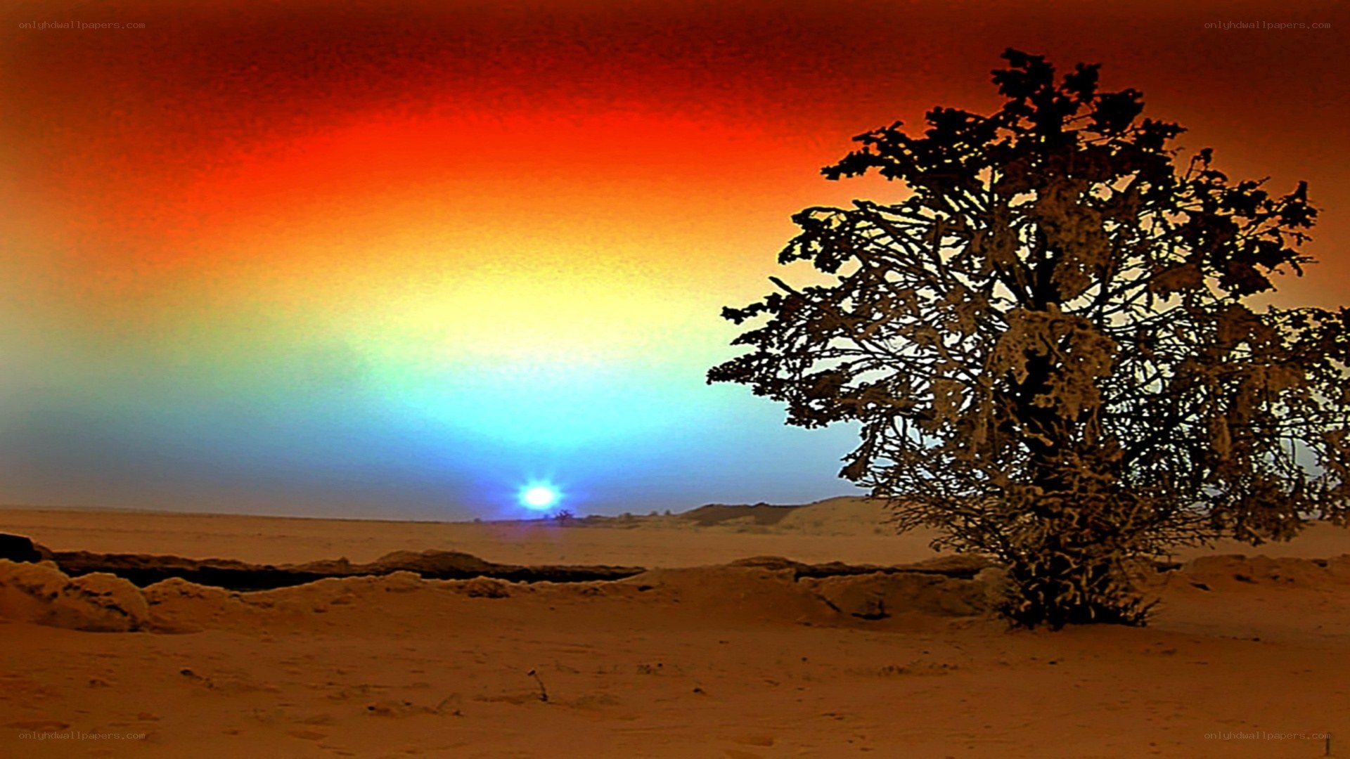 Desert tree at sunset