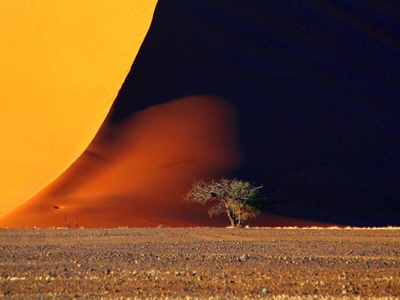 Desert tree at sunset