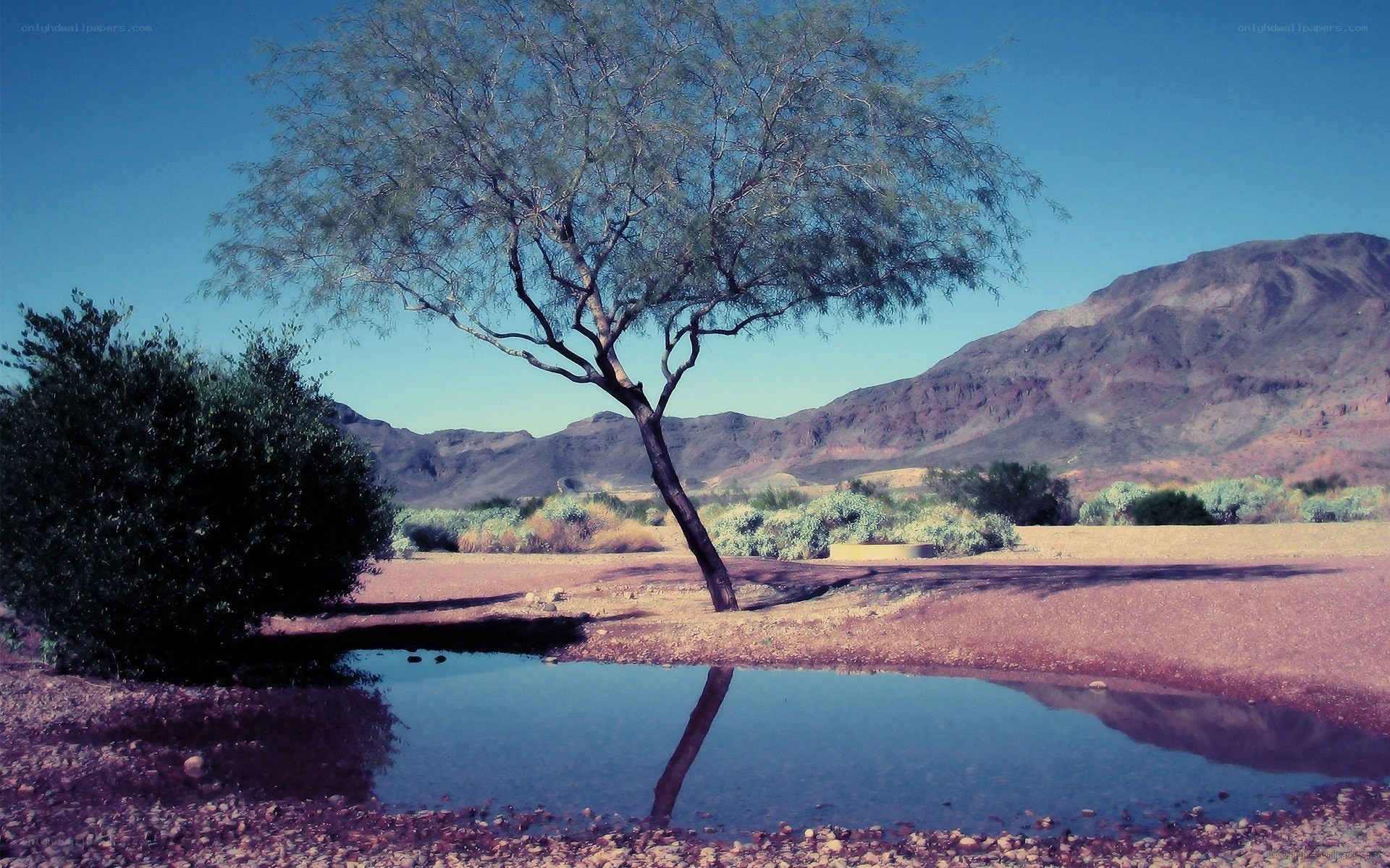Desert tree by water pool