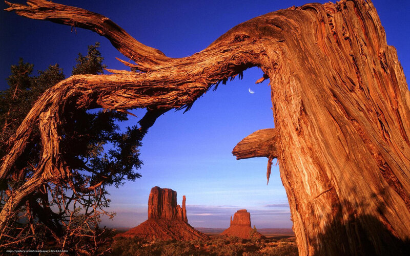 Desert tree framing rock formations