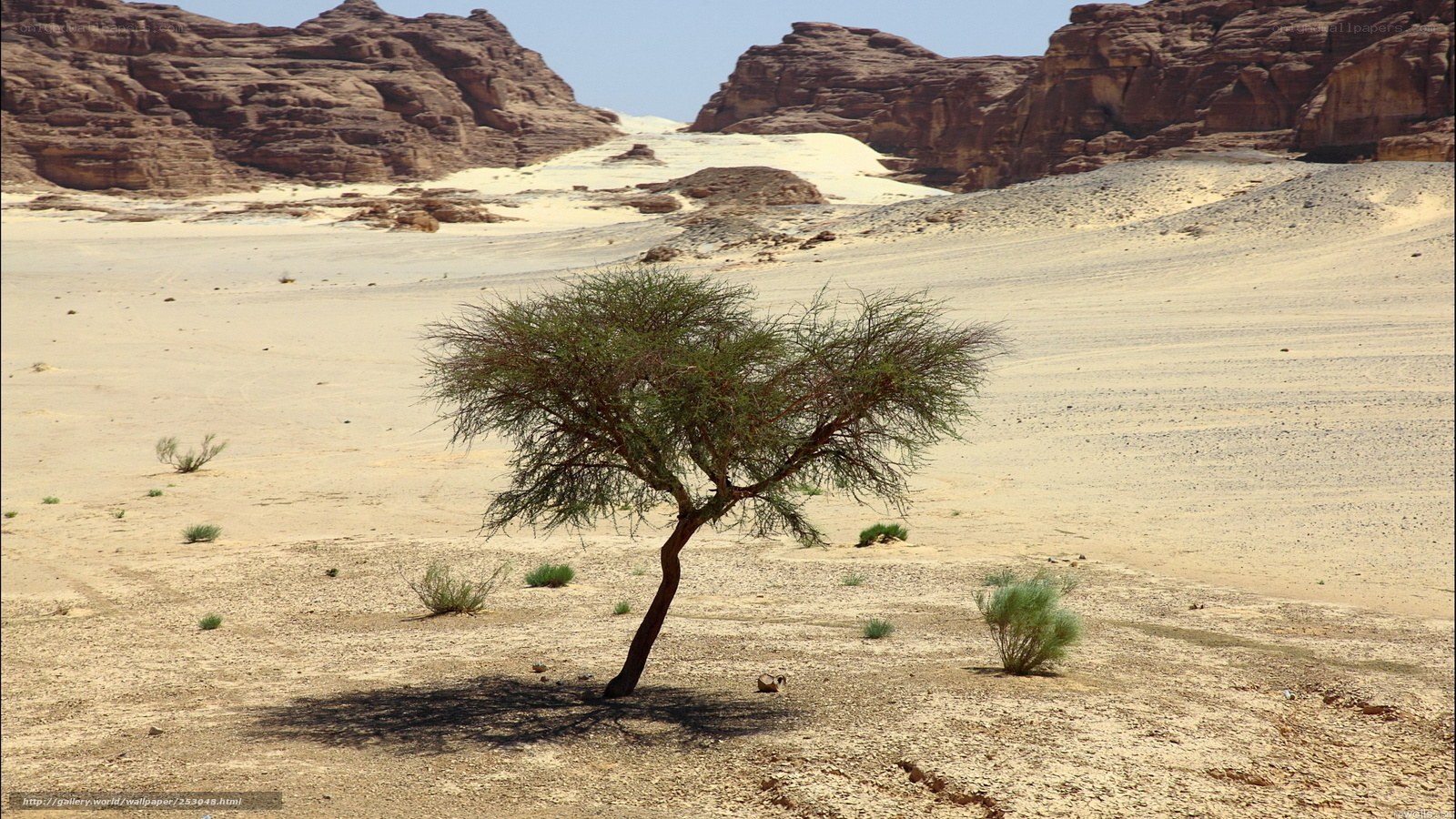Desert tree in rocky landscape