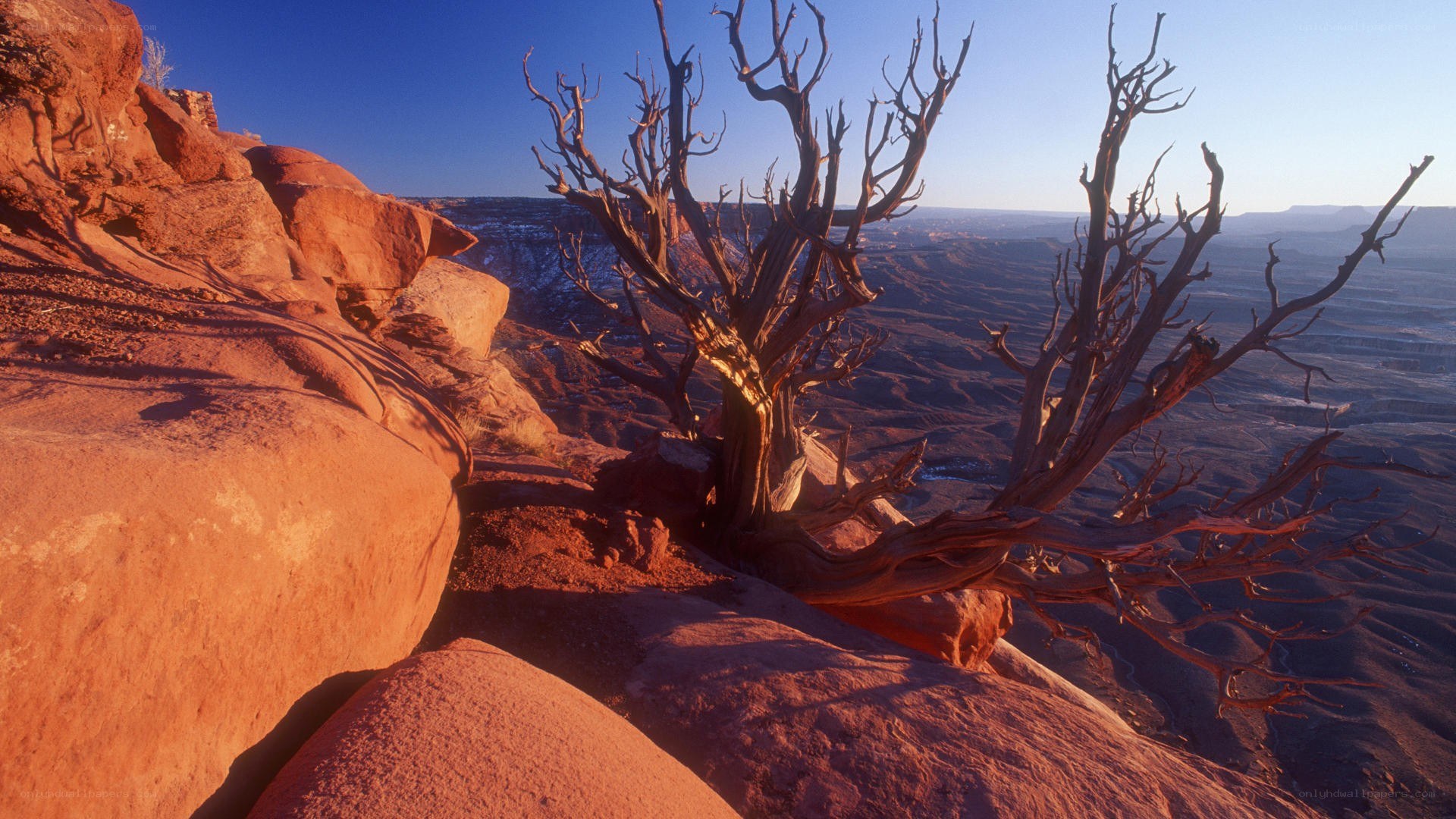 Desert tree on rocky cliff