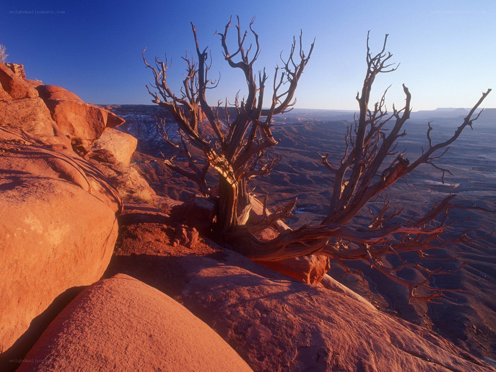 Desert tree on rocky cliff