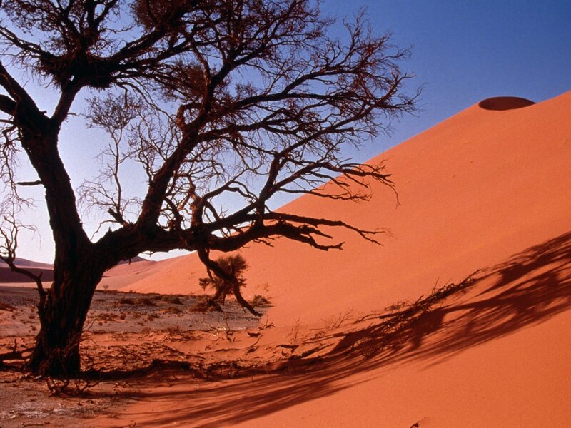 Desert tree on sand dune
