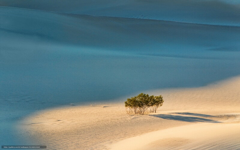 Desert tree on sand dunes