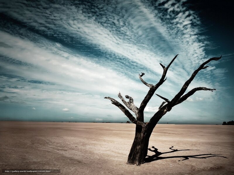 Desert tree under cloudy sky