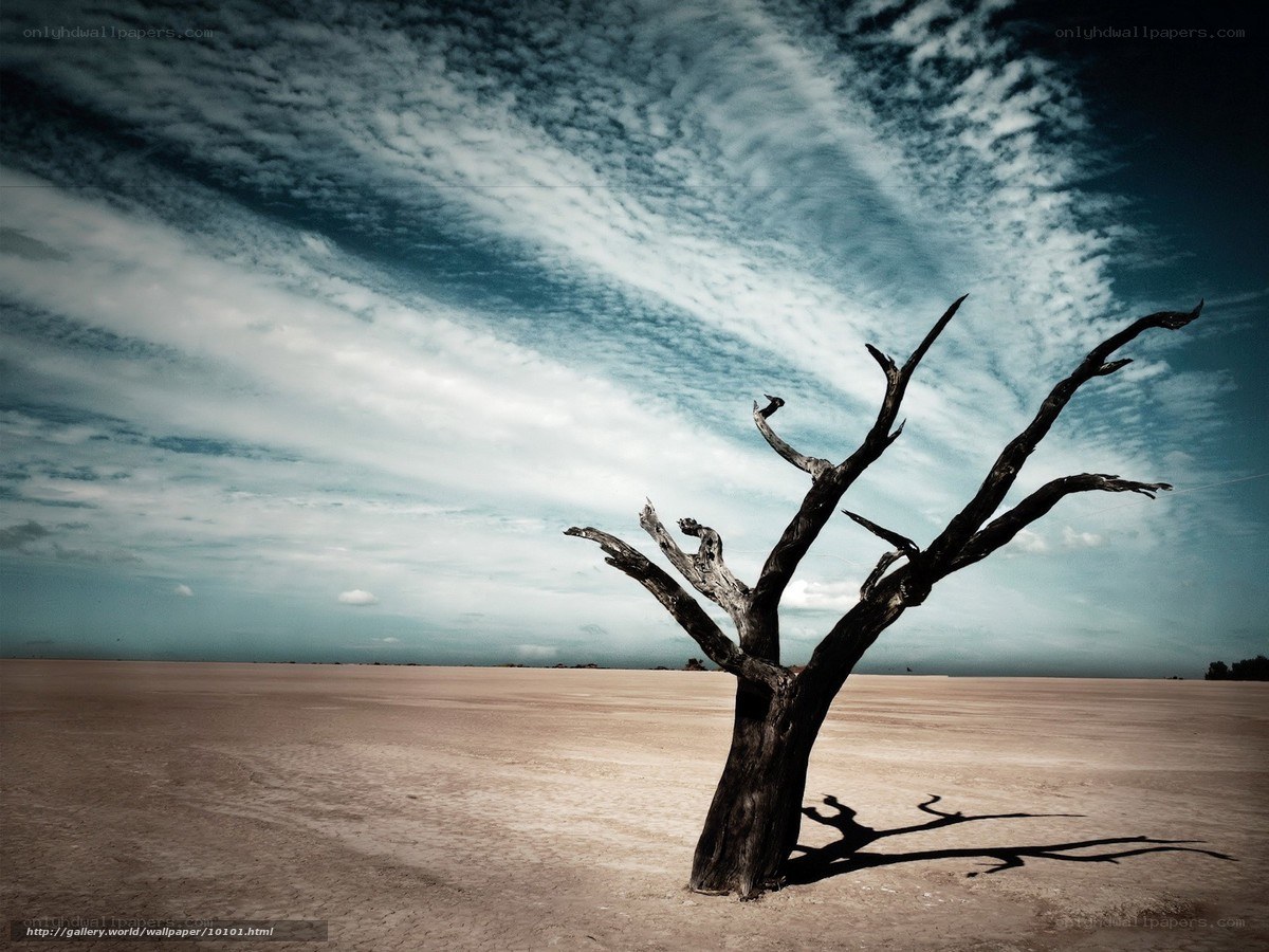 Desert tree under cloudy sky