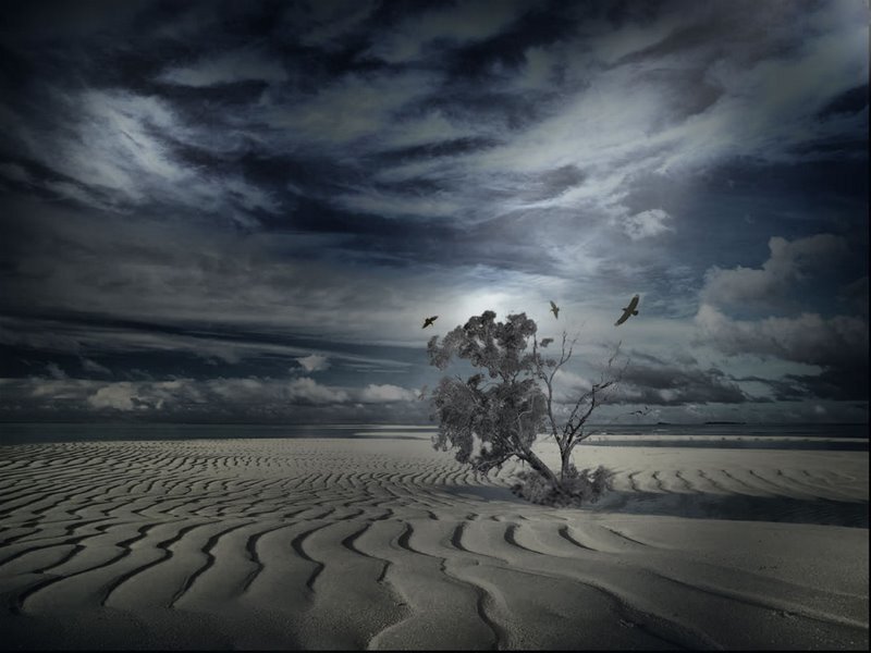 Desert tree under stormy sky