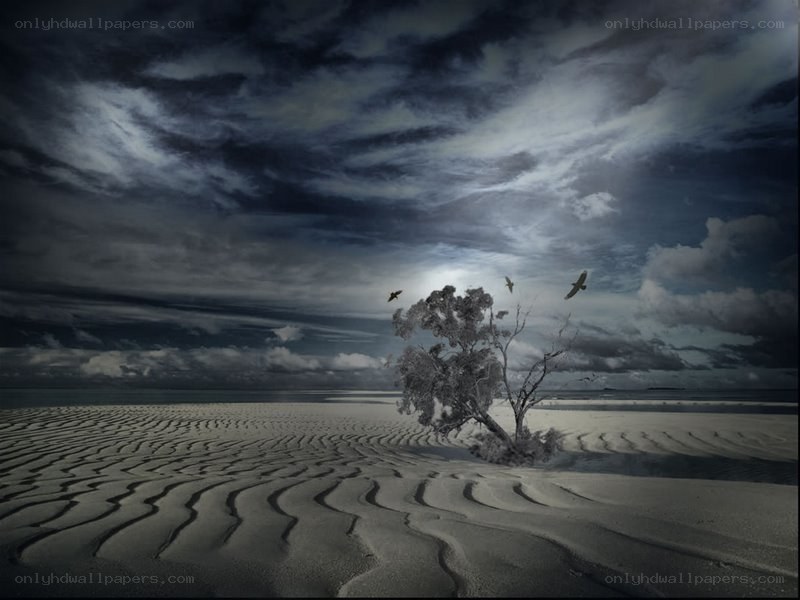 Desert tree under stormy sky