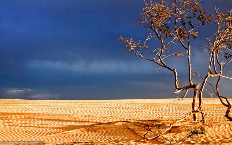 Desert tree under stormy sky