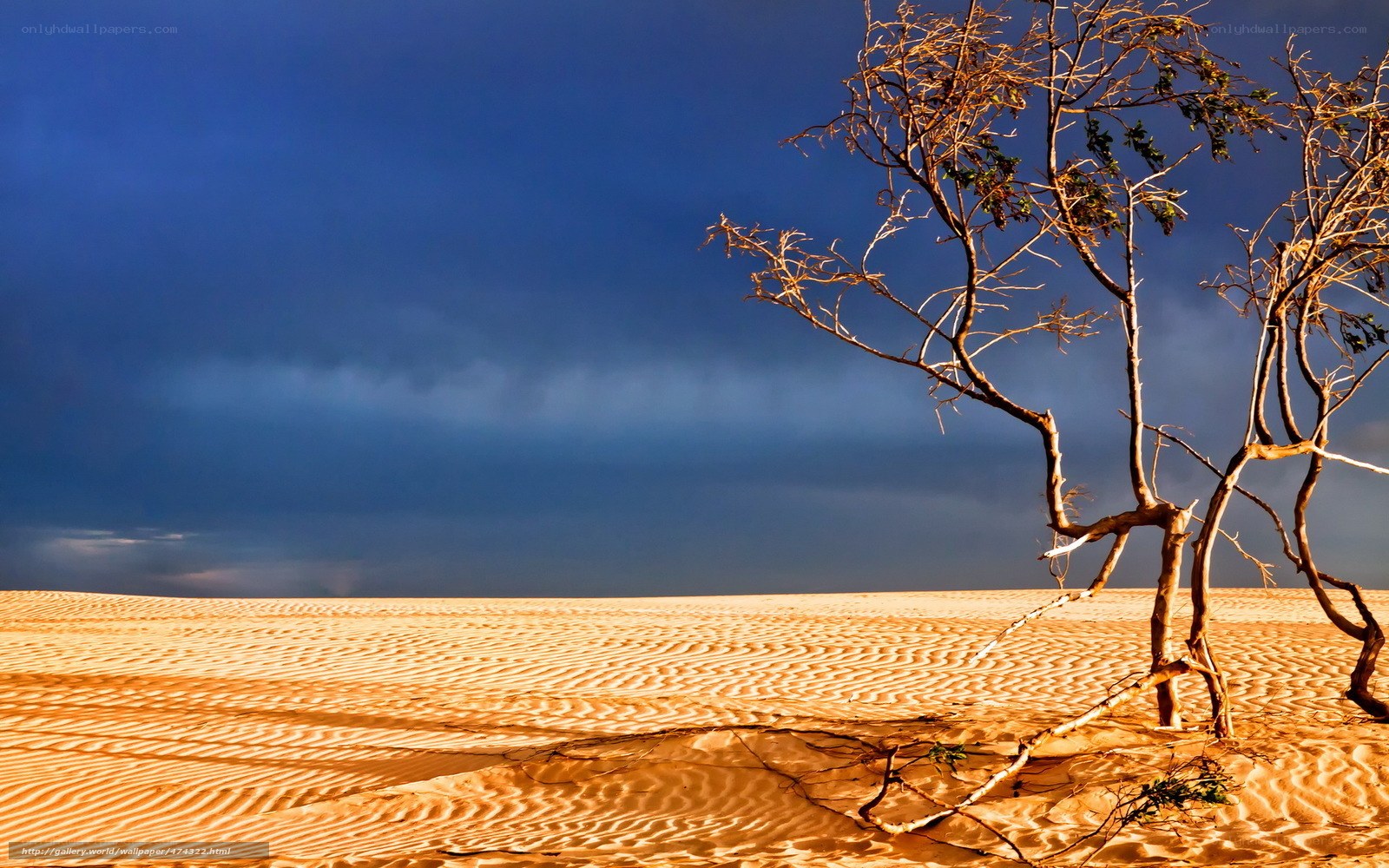 Desert tree under stormy sky