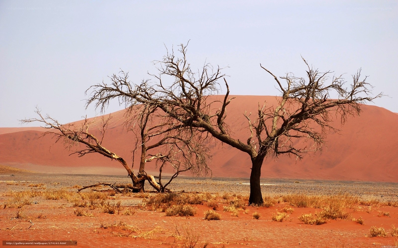 Desert tree with red dunes