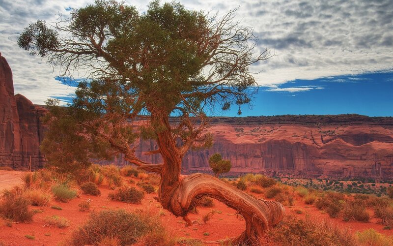 Desert tree with red rock cliffs