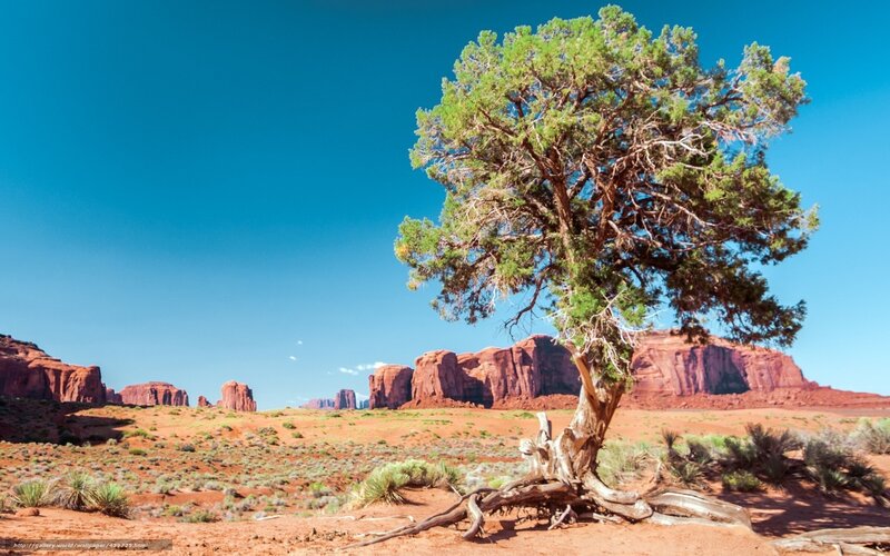 Desert tree with red rock formations
