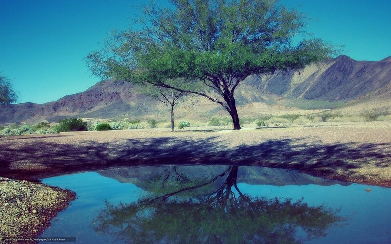 Desert tree with reflection