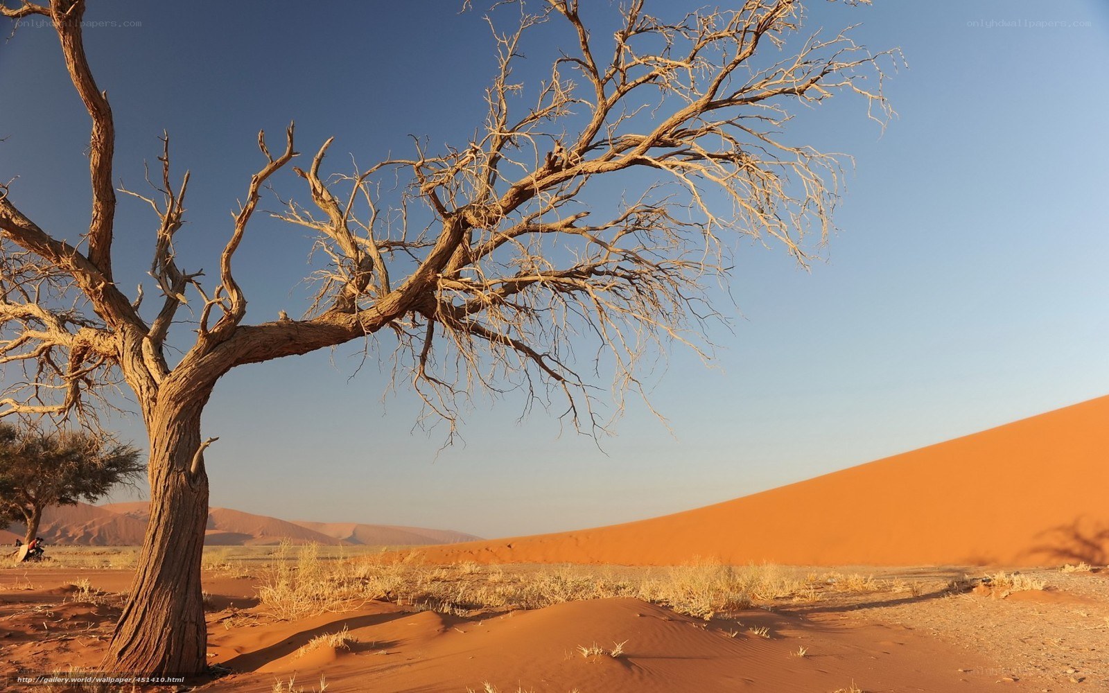 Desert tree with sand dunes