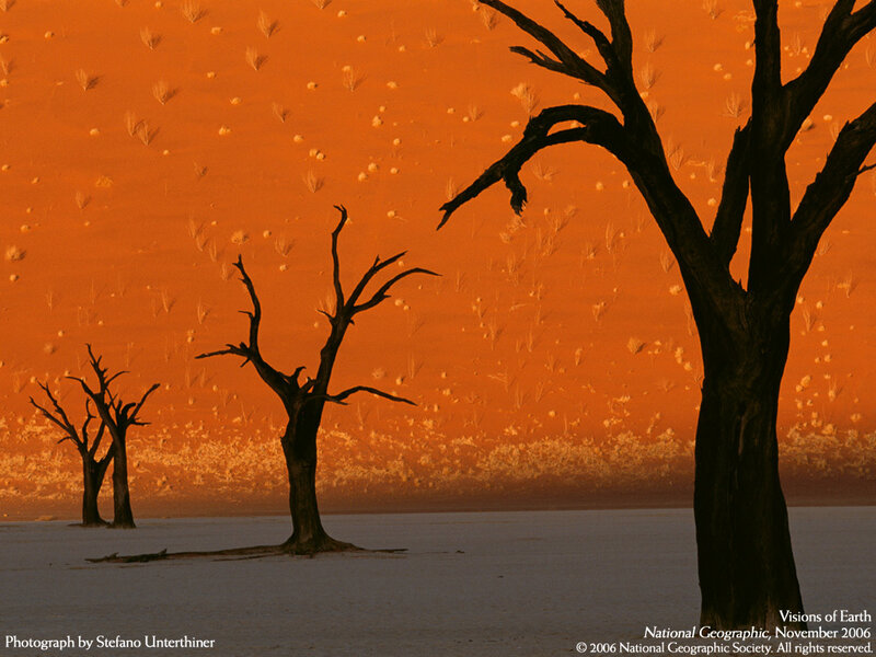 Desert trees at sunset