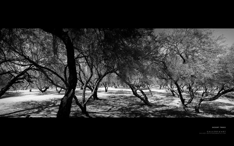 Desert Trees in a Grove