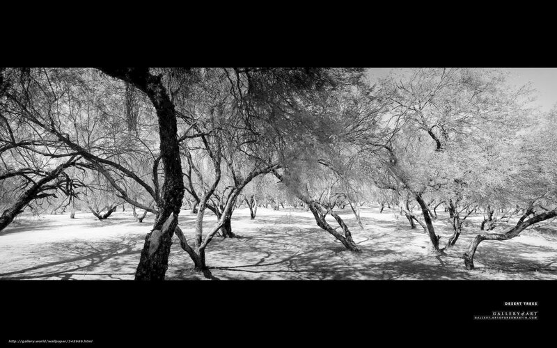 Desert Trees in Black and White — Serene