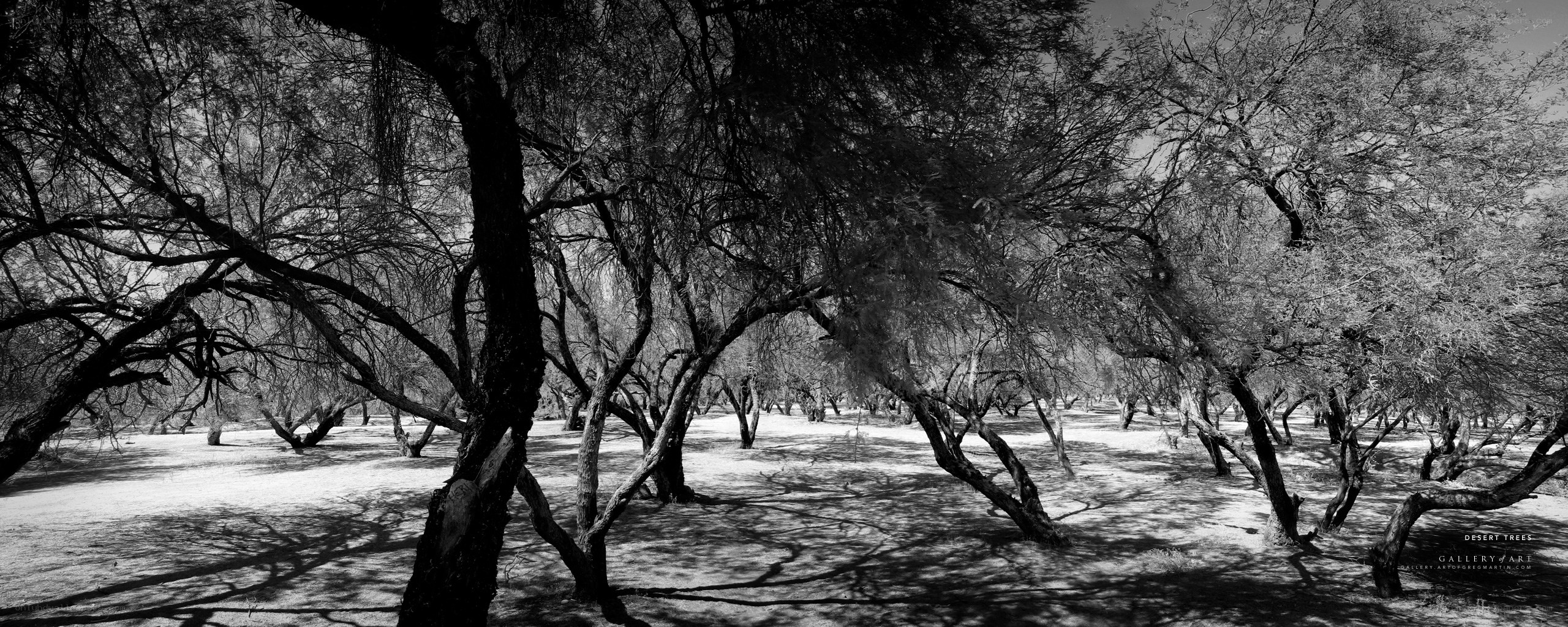 Desert trees in black and white