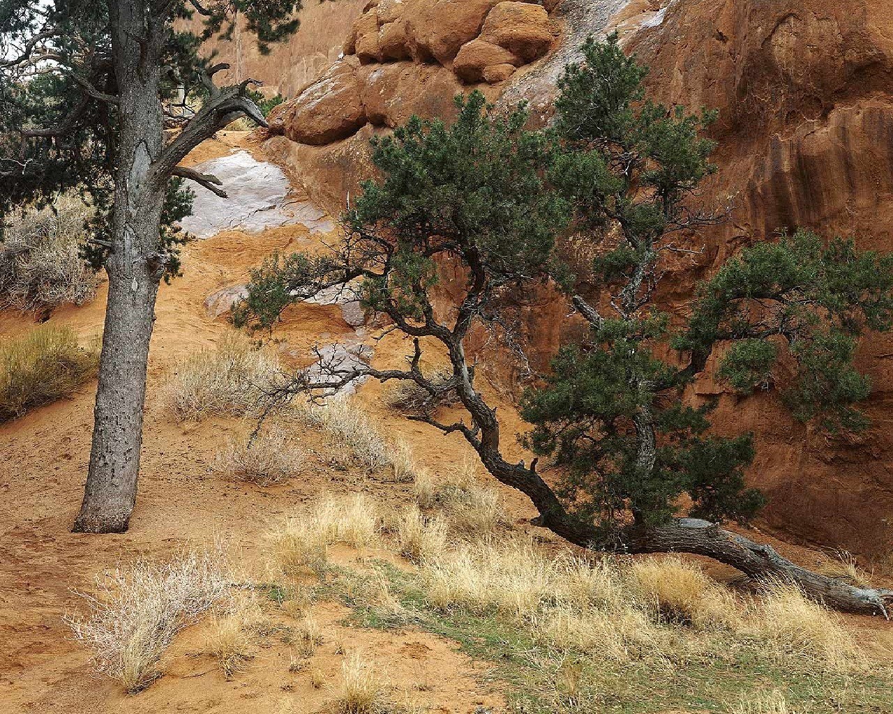 Desert trees near red rock formations