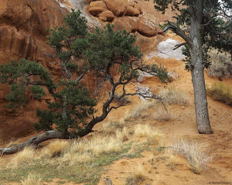 Desert trees on red rock
