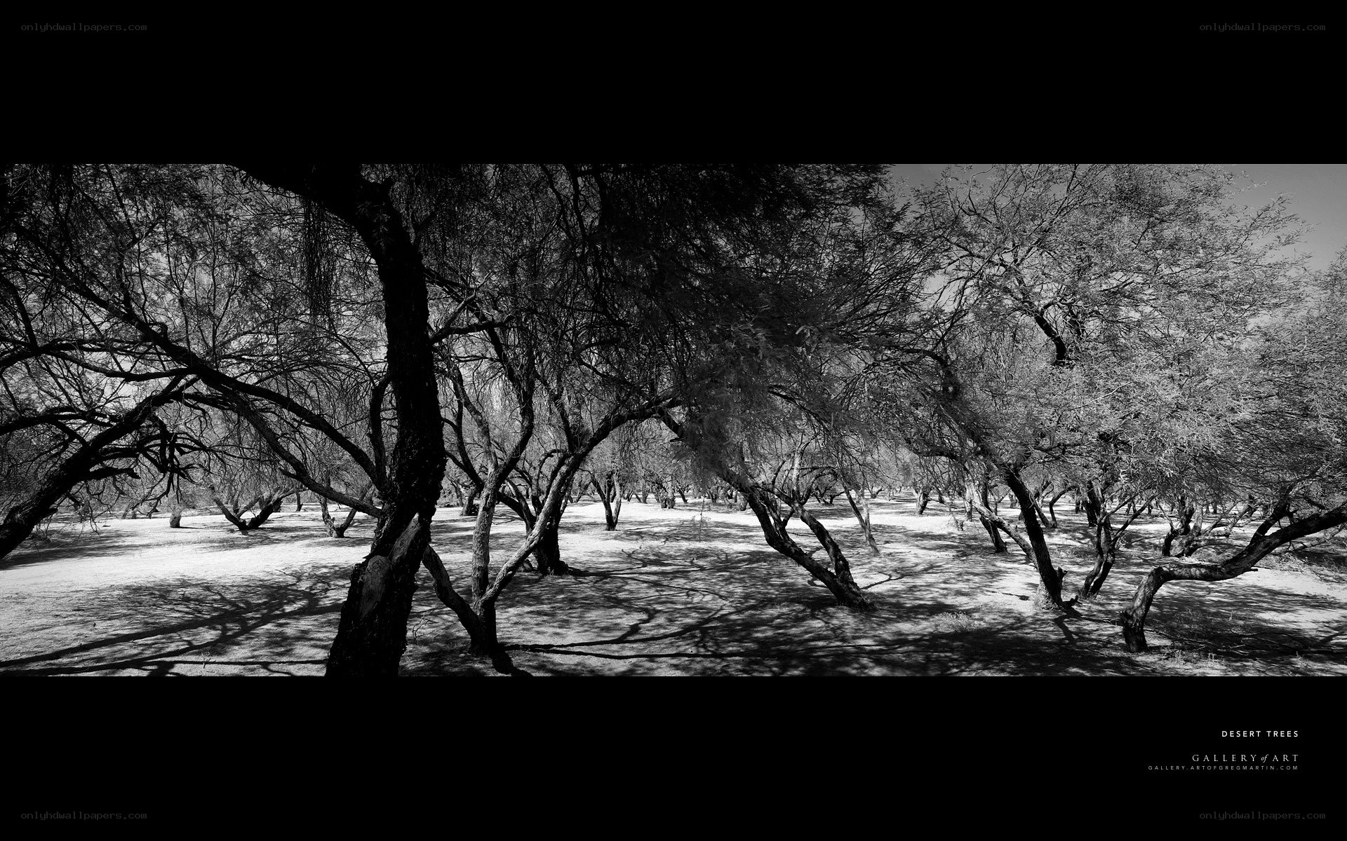 Desert Trees Panorama